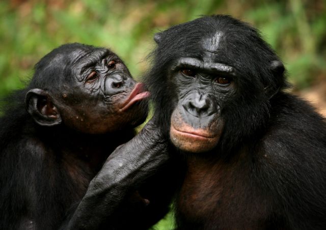 Οι χιμπαντζήδες διαθέτουν νοηματική γλώσσα