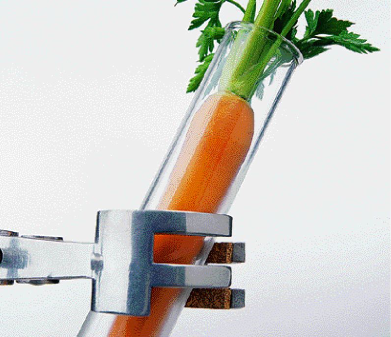 Απέραντο πράσινο: Οι παραξενιές των ΛΑΧΑΝΙΚΩΝ