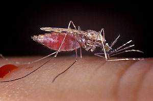 ΚΕΕΛΠΝΟ: Εχουν καταγραφεί κρούσματα, όχι θάνατοι από ελονοσία