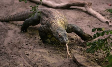 Ινδονησία: Επίθεση από δράκο του Κομόντο σε τολμηρό τουρίστα