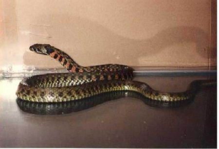 Ινδία: Δάγκωμα φιδιού σκότωσε μητέρα και το παιδί της που θήλαζε