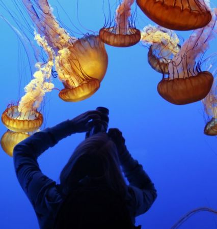 Μέδουσες… πάσης χρήσεως