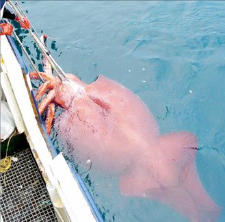 Νεοζηλανδός ψάρεψε καλαμάρι-γίγαντα