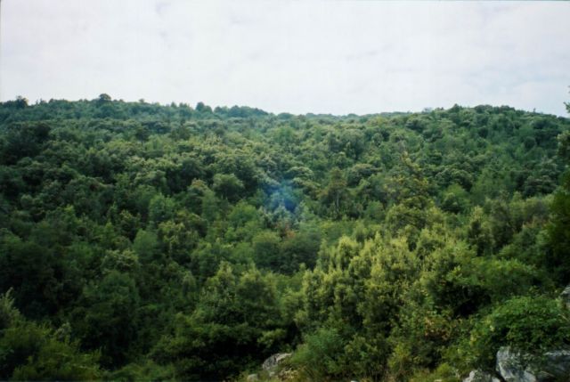 «Νομιμοποιούνται» παρανόμως εκχερσωμένες δασικές εκτάσεις