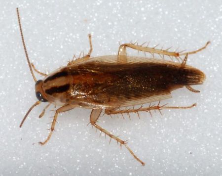 Ακόμα και οι κατσαρίδες απολαμβάνουν τα χάδια