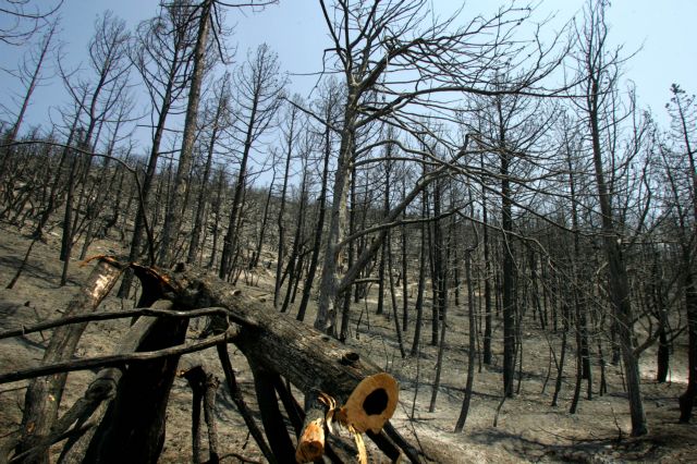 Και μετά τις πυρκαγιές τι μέτρα προστασίας των καμένων εκτάσεων;