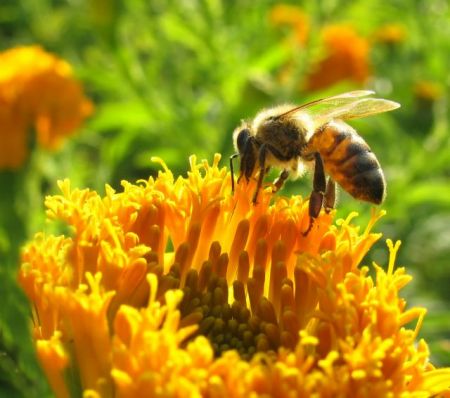 Το παγκόσμιο εμπόριο εξολοθρεύει τις μέλισσες!