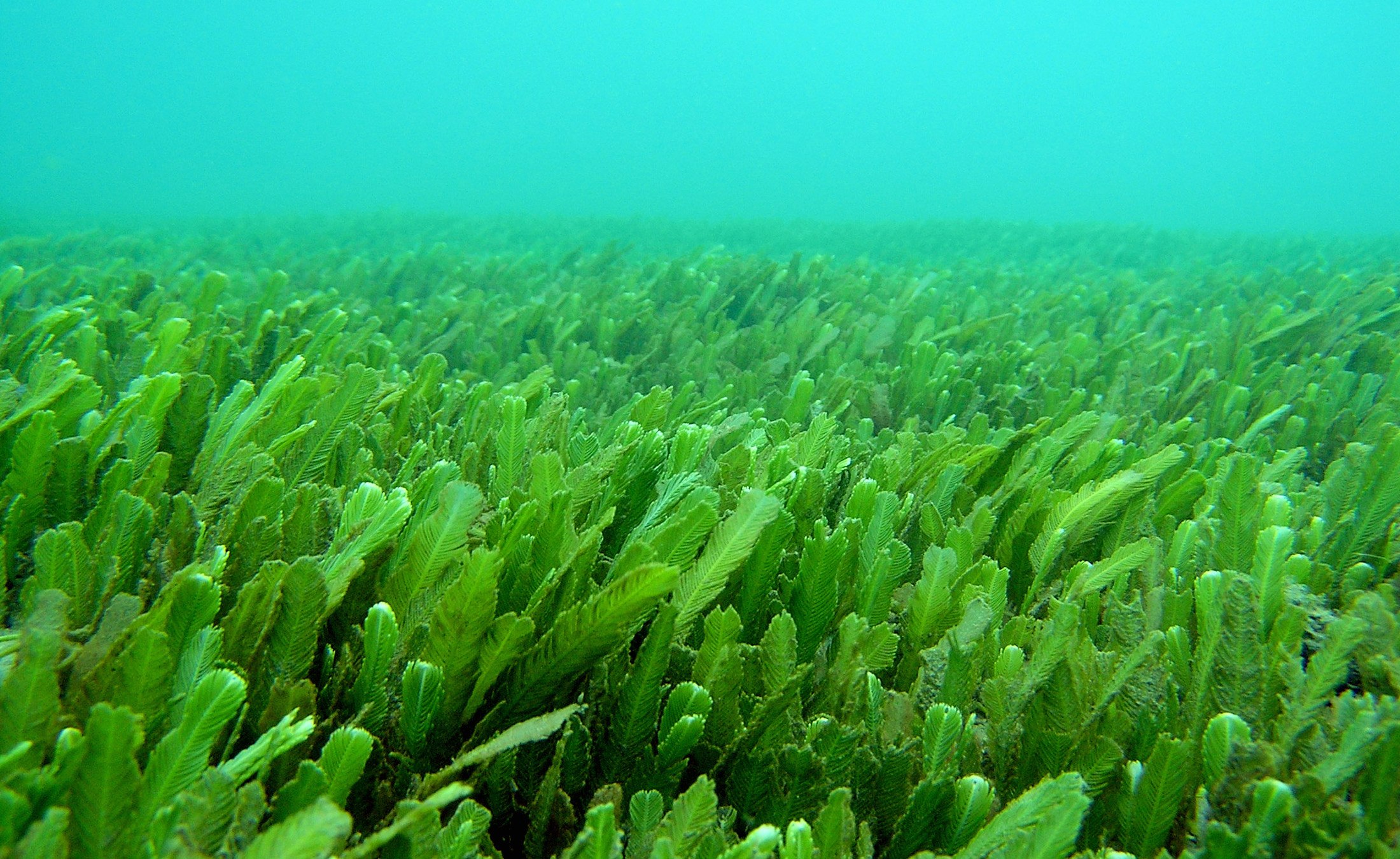 Водоросли длина. Зеленые водоросли Chlorophyta. Перидиниевые водоросли. Морские водоросли спирулина. Зеленая водоросль спирулина.