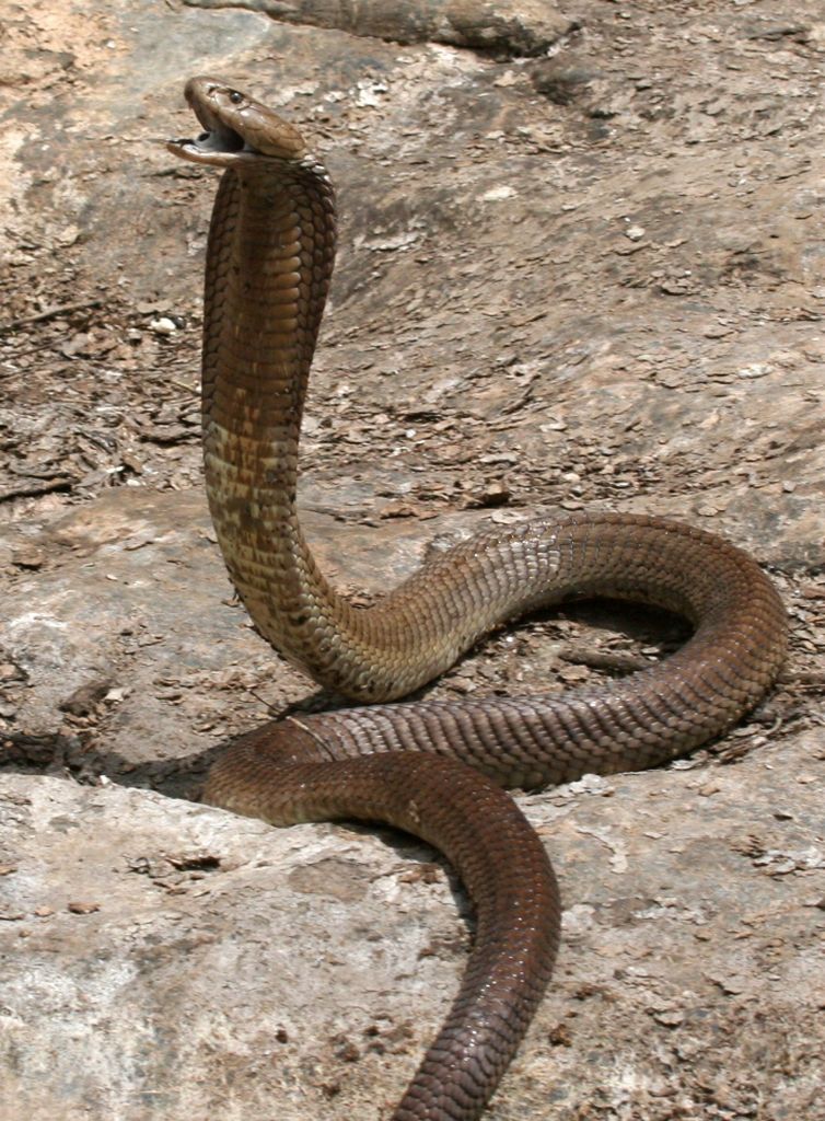 Κομμένο κεφάλι κόμπρας δάγκωσε και σκότωσε σεφ