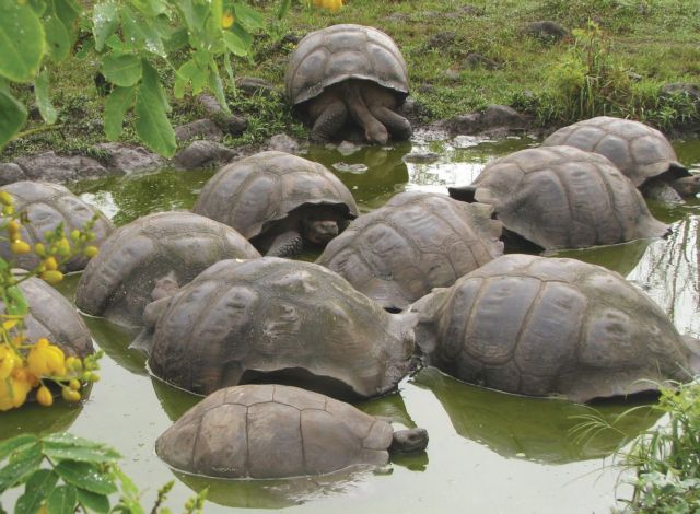 Οι χελώνες-γίγαντες των Γκαλαπάγκος βγαίνουν από τις κόκκινες λίστες