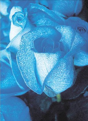 Μεταλλαγμένα  τριαντάφυλλα  χρώματος… μπλε