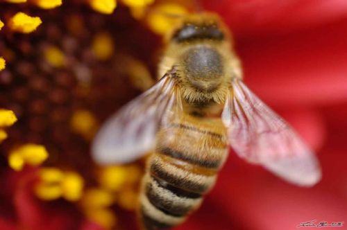 Τσιμπήματα και άλλα δεινά