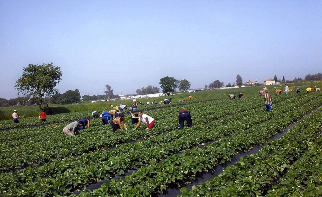 Εργόσημο για όλους τους μετανάστες – εργάτες γης