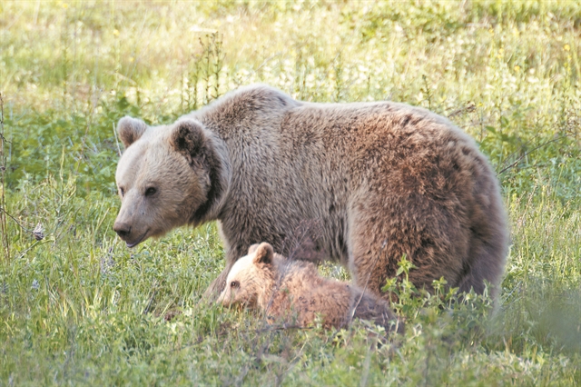Ανθρωπος και αρκούδα σε ένα «πείραμα» συνύπαρξης