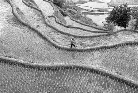 Eξημερώνοντας ξανά τα άγρια φυτά…