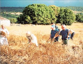 Περικοπές στις αγροτικές επιδοτήσεις 2% για κάθε χρόνο την περίοδο 2009-2012