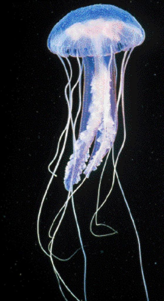 Μέδουσες η Απειλή