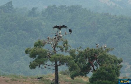 Ημαθία: Δυο συλλήψεις για ξερίζωμα δέντρων από αγροτεμάχιο