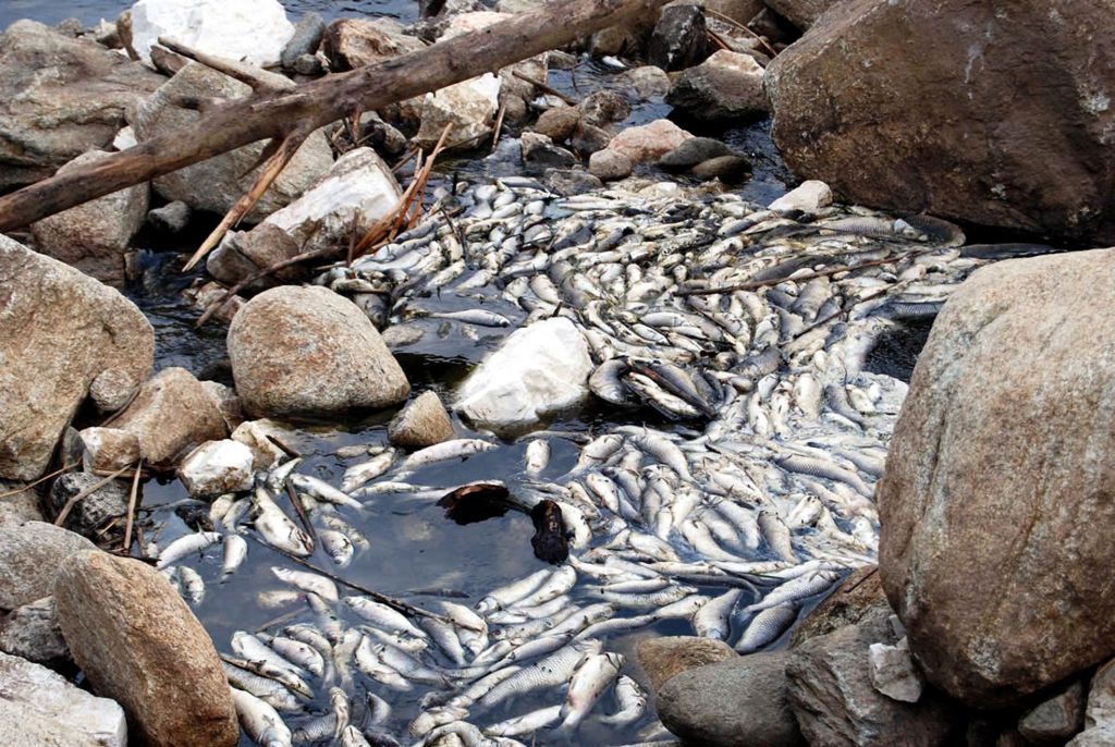 Τόνοι νεκρών ψαριών σε κανάλι στις Σέρρες
