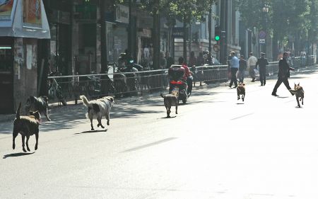 Στο νοσοκομείο από επίθεση αδέσποτων ο δήμαρχος Τρίπολης