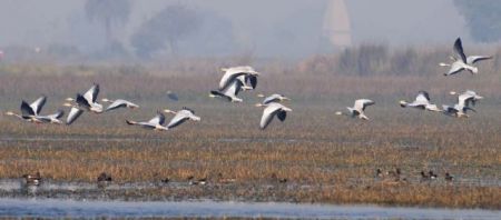 Πώς μια χήνα καταφέρνει να πετά πάνω από τα Ιμαλάια