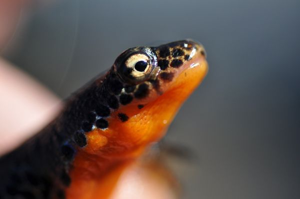 Ενας δράκος «τσέπης» ζει στα Γρεβενά