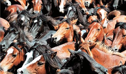 Τα άλογα συνδέουν τις φωνές με τα πρόσωπα | tovima.gr