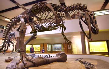 Το μεγαλύτερο νεκροταφείο δεινοσαύρων ανακαλύφθηκε στην Κίνα