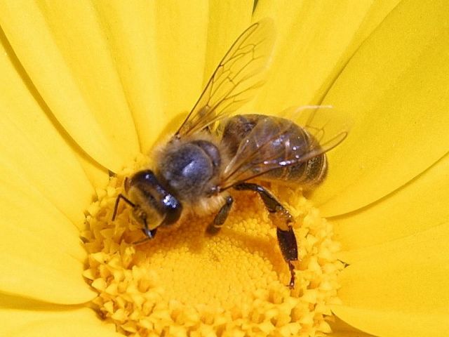 Φυτοφάρμακα καταστρέφουν το GPS των μελισσών