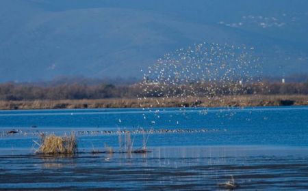 Αμβρακικός: Επιχειρείται να μπει «φρένο» στη λαθροθηρία