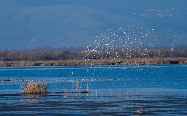 Αμβρακικός: Επιχειρείται να μπει «φρένο» στη λαθροθηρία