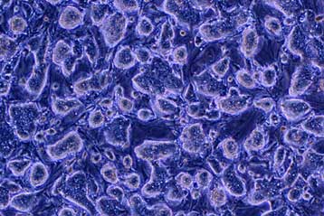 Νέα μέθοδος διευκολύνει τη δημιουργία «ηθικών» βλαστοκυττάρων | tovima.gr