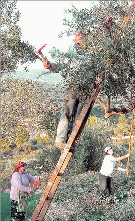 Με την κοντή ελιά… οι Ισπανοί εξαφανίζουν το ελληνικό λάδι