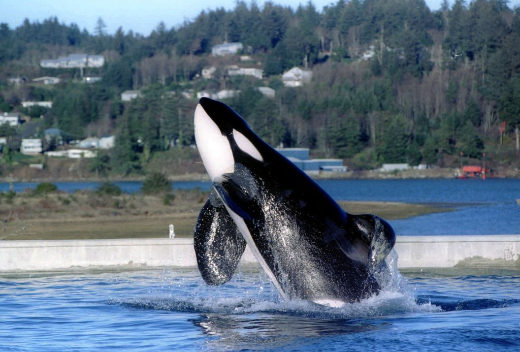 <b>«Ελευθερώστε το Γουίλι»</b>Τελικά αποδείχτηκε λάθος η απελευθέρωση της πιο διάσημης φάλαινας-σταρ του Χόλιγουντ