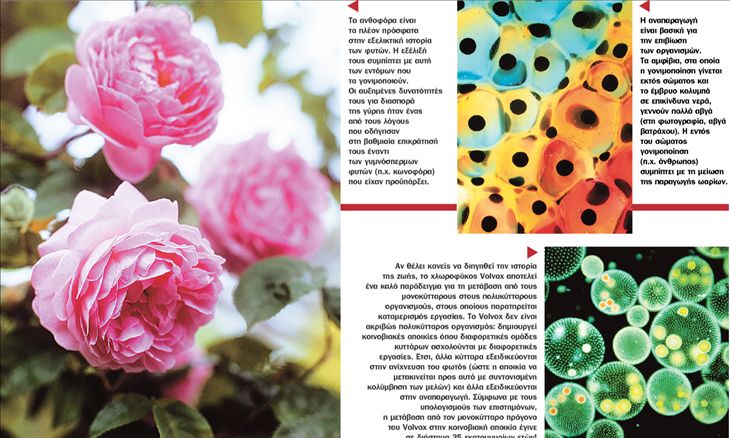 Γιατί ο Δαρβίνος δεν πάει σχολείο;