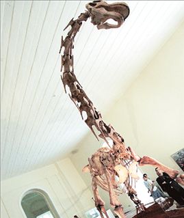 Δεινόσαυρος, όπως…  καμηλοπάρδαλη