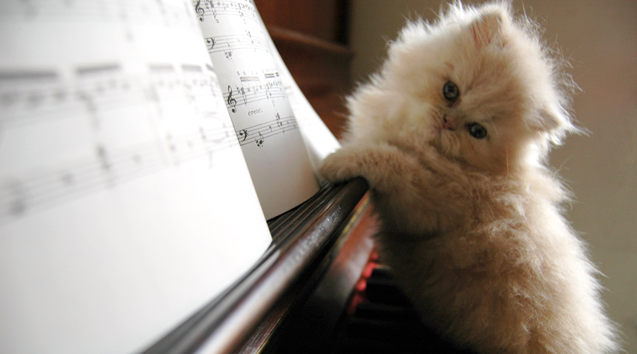 Ποια μουσική αρέσει στη γάτα σας;