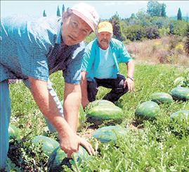 Κόβονται κατά 50%  οι αγροτικές επιδοτήσεις  της Ελλάδας το 2013