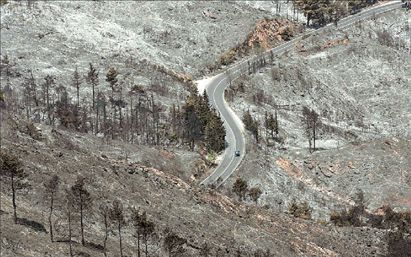 Με προσοχή η αναδάσωση, λένε οι εδικοί