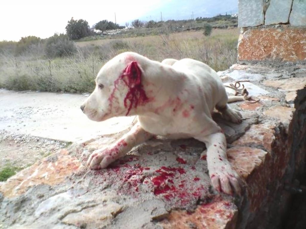 Αρειος Πάγος: Ακόμη και αυτόφωρο για όσους βασανίζουν ζώα