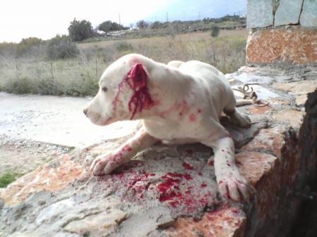 Αρειος Πάγος: Ακόμη και αυτόφωρο για όσους βασανίζουν ζώα