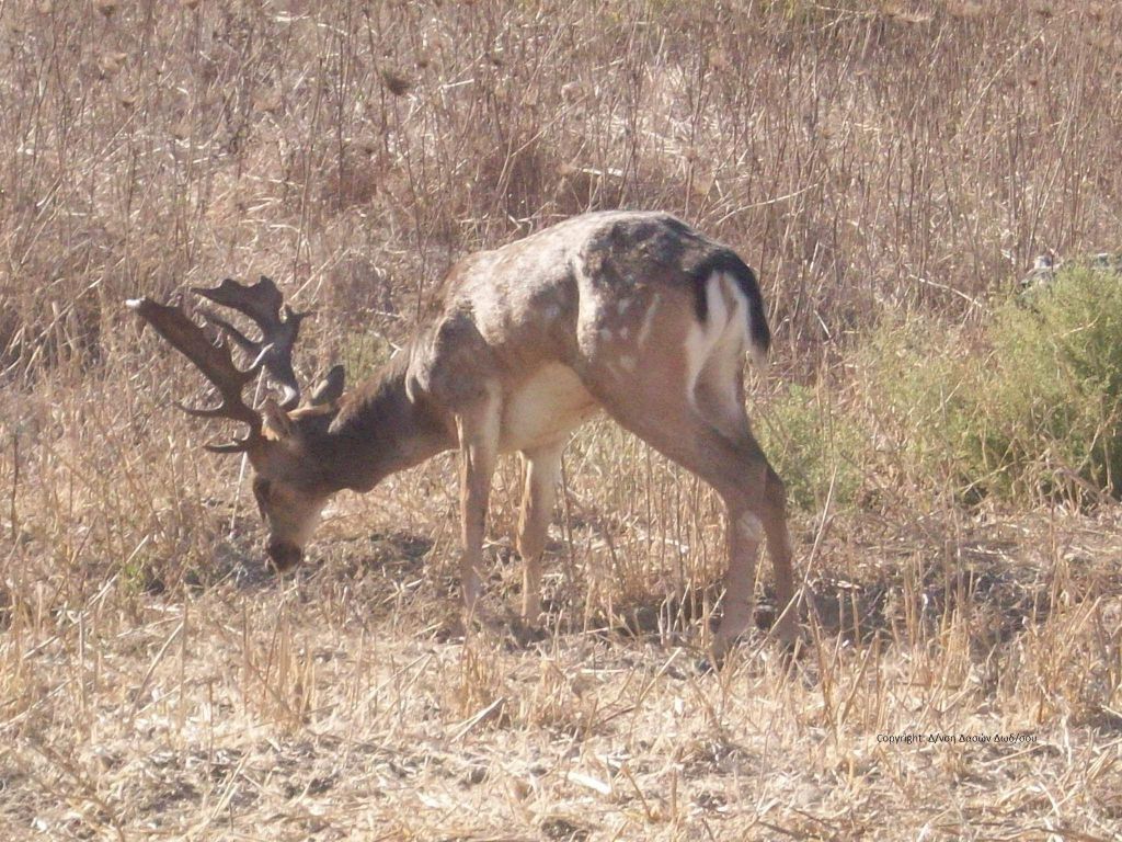 Αυξήθηκε εντυπωσιακά ο αριθμός των ελαφιών στη Ρόδο