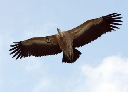 Η Ελλάδα ένα βήμα πριν από την παραπομπή για τη δηλητηρίαση πτηνών