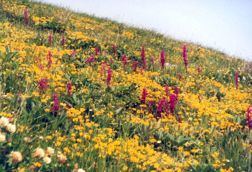 Μανιάτης: Η Ελλάδα υιοθετεί την Εθνική Στρατηγική για τη Βιοποικιλότητα