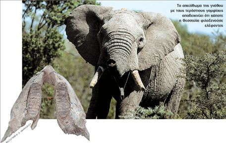 Ελέφαντες στον Θεσσαλικό κάμπο!