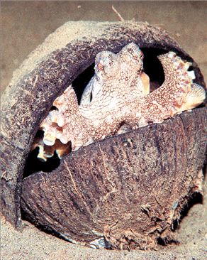 Το χταπόδι που έχει σπίτι μια καρύδα