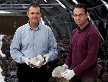 Μανιτάρια από τη Δίρφυ σε Αγγλία, Γερμανία