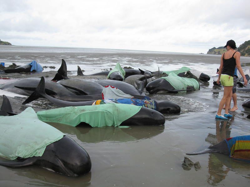 Νέα Ζηλανδία: Νεκρές 31 φάλαινες που ξεβράστηκαν σε ακτή του Σάουθ Αϊλαντ
