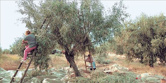 Τι ισχύει για τις επιδοτήσεις και αποζημιώσεις των ελαιοπαραγωγών