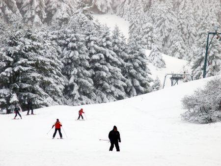 Μέσα στο δάσος των χριστουγεννιάτικων δέντρων